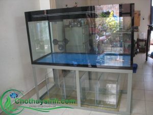 bể cá cảnh cũ 1