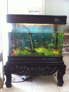 Bể cá cũ 4