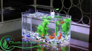 bể cá mini