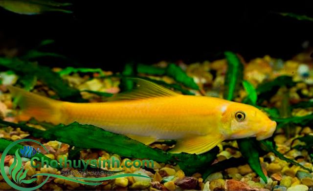 cá bống dọn bể