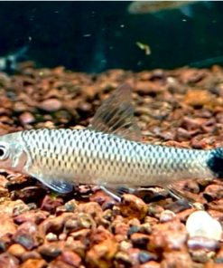 Cá Bút Chì Cáo có thân bạc sáng và vây lưng trong suốt