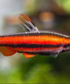 Cá Bút Chì Đỏ với màu sắc tươi sáng, thu hút mọi ánh nhìn trong bể thủy sinh