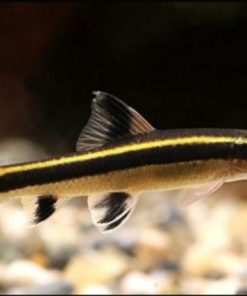 Cá Bút Chì Vàng nổi bật với màu vàng óng và sọc đen ngang thân