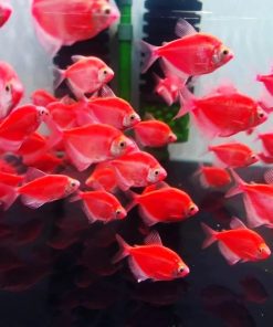 Có những loài cá cánh buồm nào?