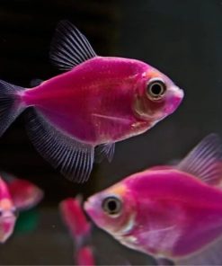 Có những loài cá cánh buồm nào?