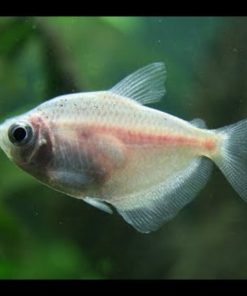 Có những loài cá cánh buồm nào?