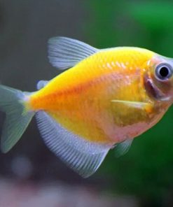 Có những loài cá cánh buồm nào?