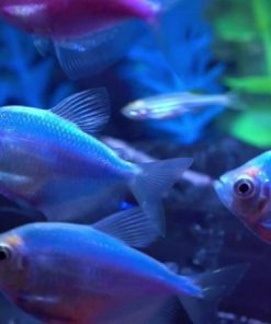 Có những loài cá cánh buồm nào?