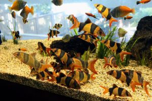 đàn cá chuột mỹ