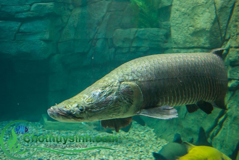 cá hải tượng 1