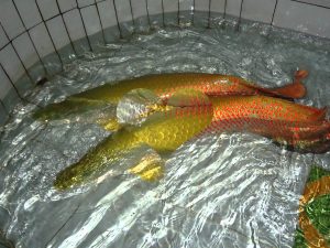 cá hải tượng phong thủy