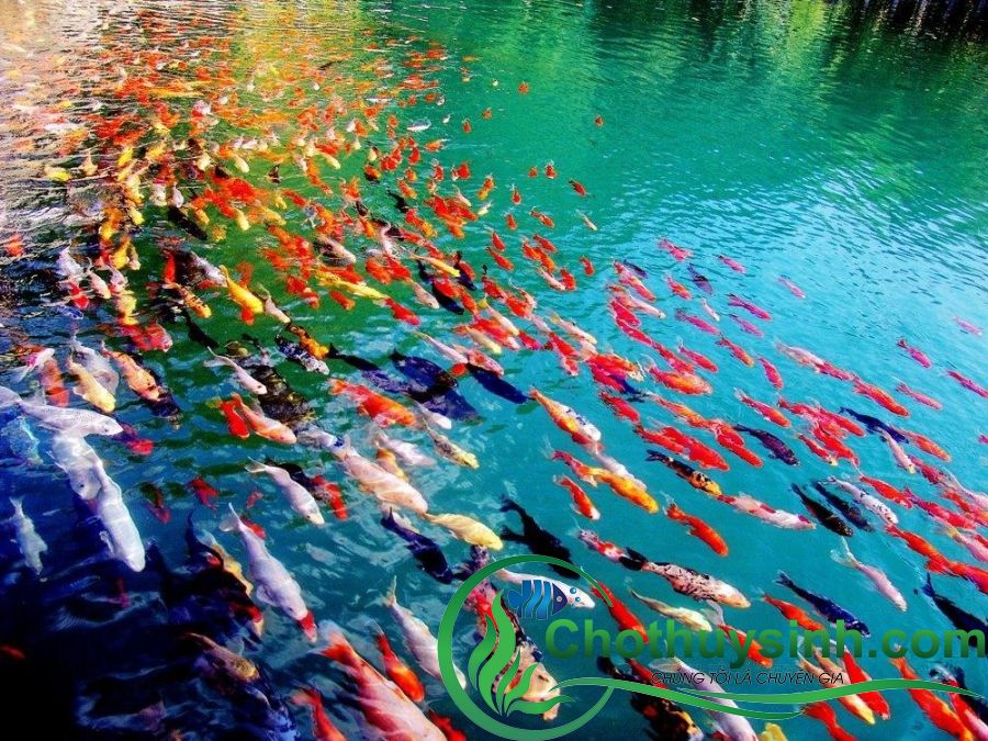 cá Koi đẹp
