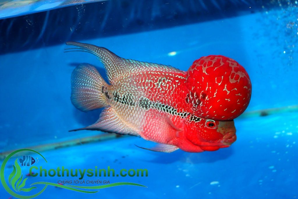 cá la hán kim cương