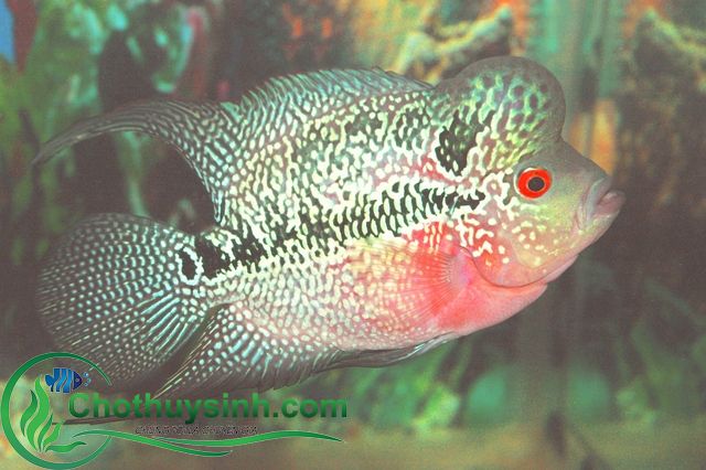 cá la hán rồng xanh 1