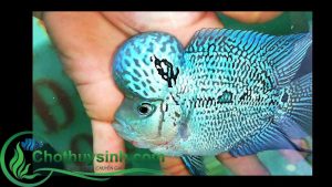 cá la hán rồng xanh 2