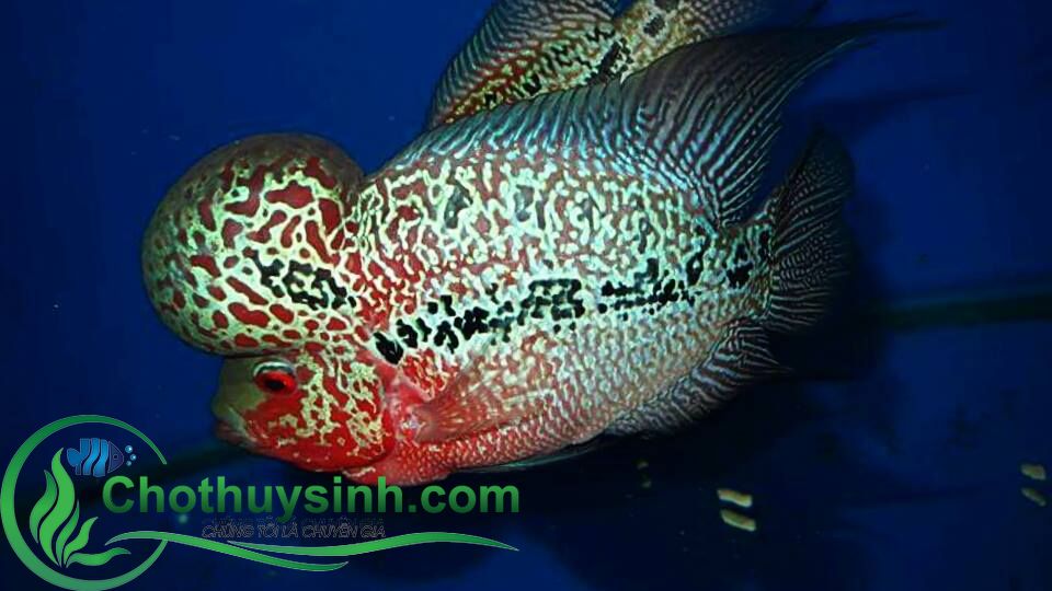 cá la hán rồng xanh 3