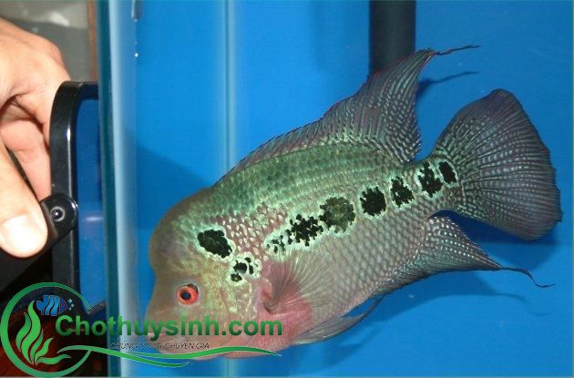 cá la hán rồng xanh 4