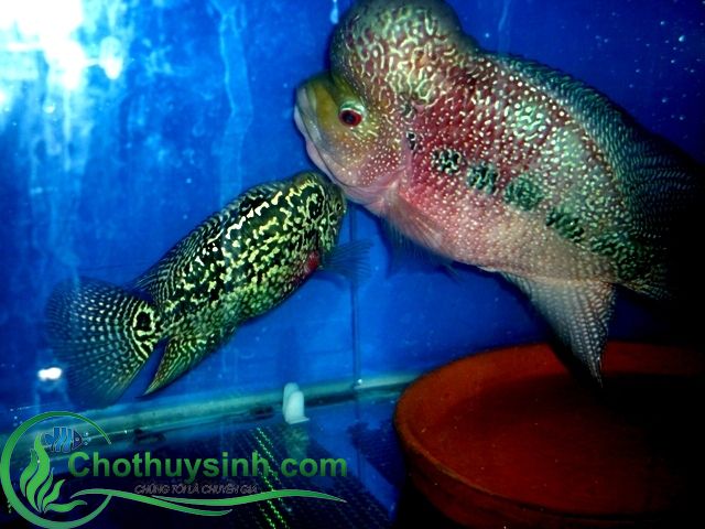 cá la hán sinh sản