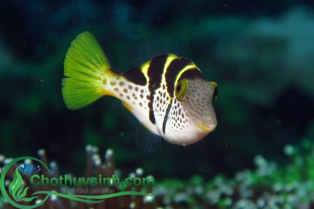 cá nóc nước ngọt