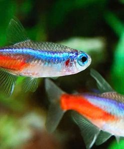 Cá neon xanh đực và cá neon xanh cái