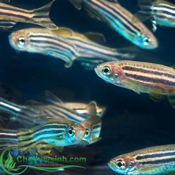 cá ngựa vằn