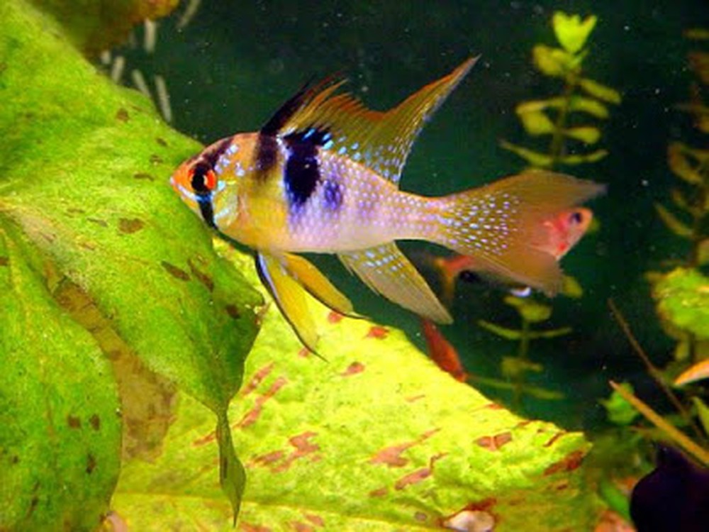 cá phượng hoàng ngũ sắc 1