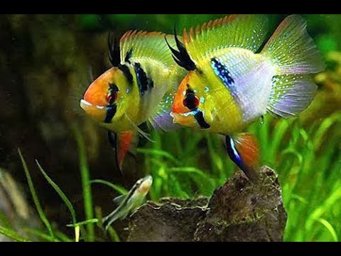 cá phượng hoàng ngũ sắc 4