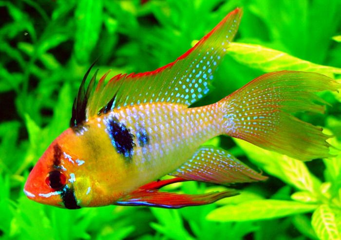 cá phượng hoàng ngũ sắc 5