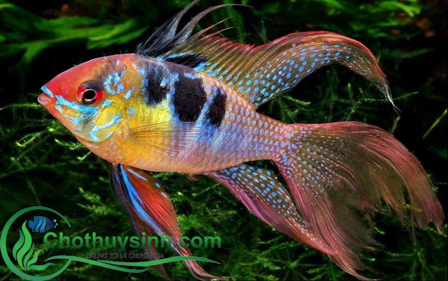 cá phượng hoàng