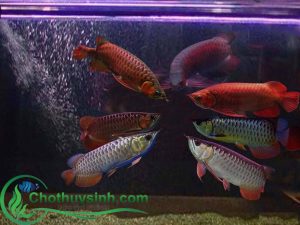 cá rồng tổng hợp