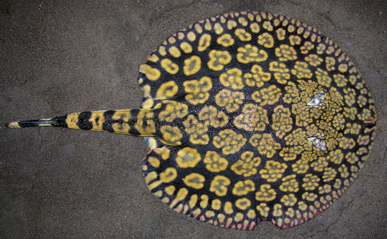 hình ảnh cá sam cảnh 2