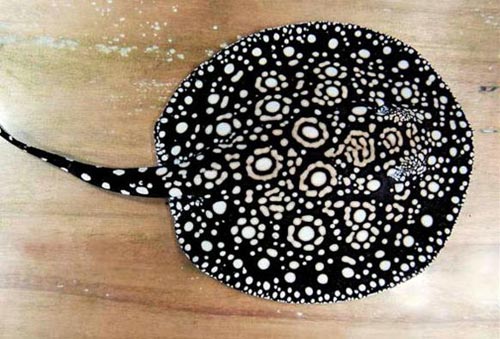 hình ảnh cá sam cảnh 4