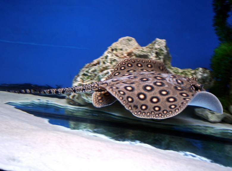 hình ảnh cá xam cảnh 6