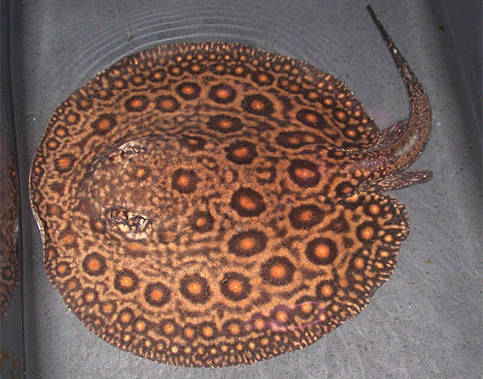 hình cảnh cá sam cảnh 6