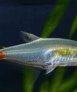 Cá thủy tinh đuôi đỏ