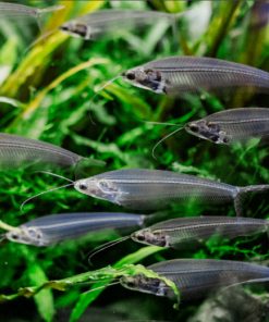 Cá thủy tinh hiền lành và sống theo đàn