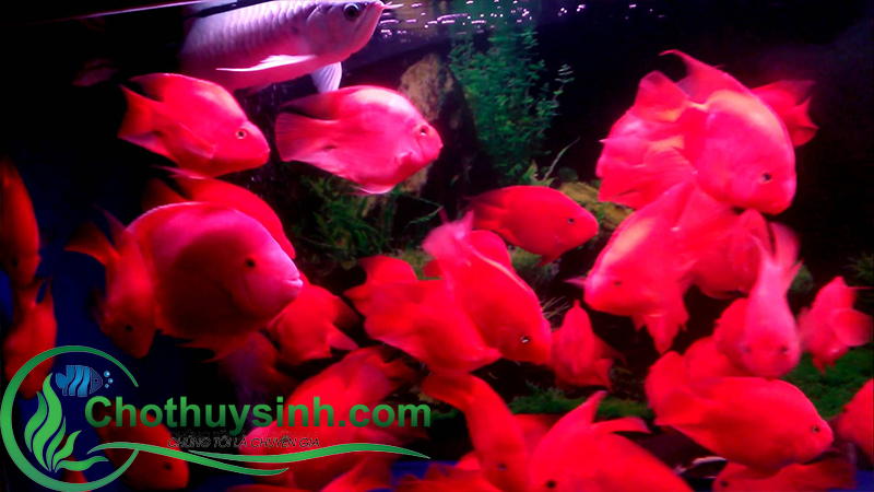 cá hồng két 2