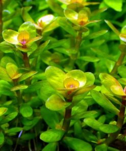 Cây vảy ốc ấn độ