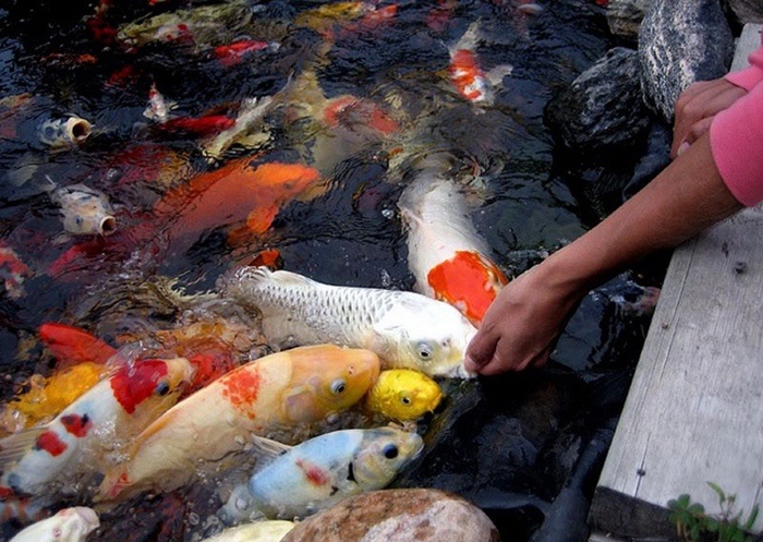 Cho cá Koi ăn