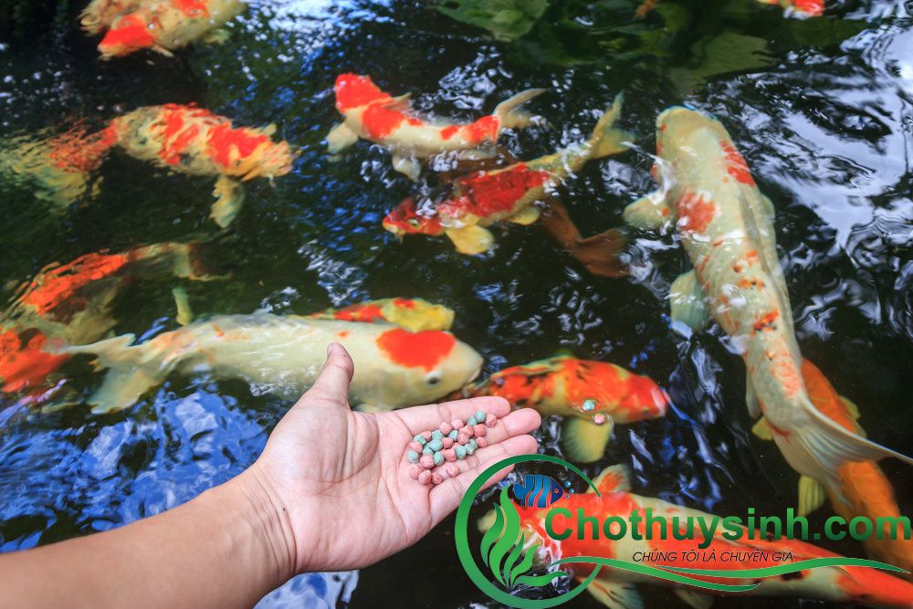 cho cá koi ăn