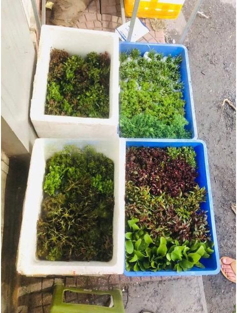 Chuẩn bị trồng cây ngỗ tím