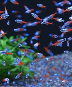 Đàn cá neon xanh tụ tập