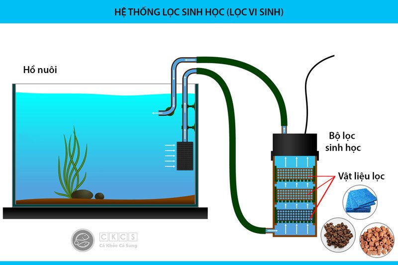 Cách Nuôi Cá Cánh Buồm Sao Cho Khỏe Mạnh Nhất