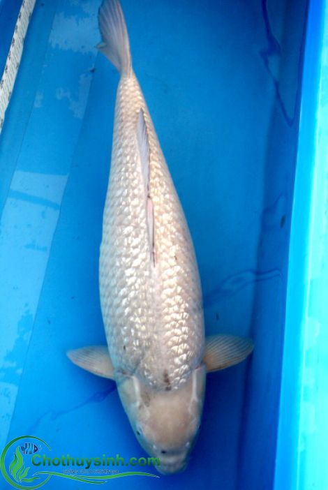 koi kingginrin sliver