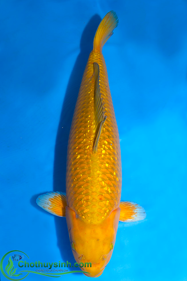 koi kinginrin gold