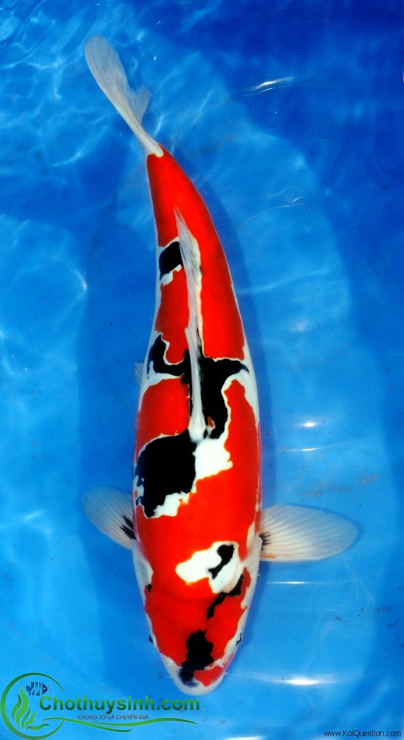 koi showa sanke