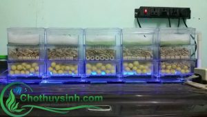 hệ thống lọc tràn trên