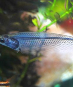 Nổi bật với thân hình trong suốt