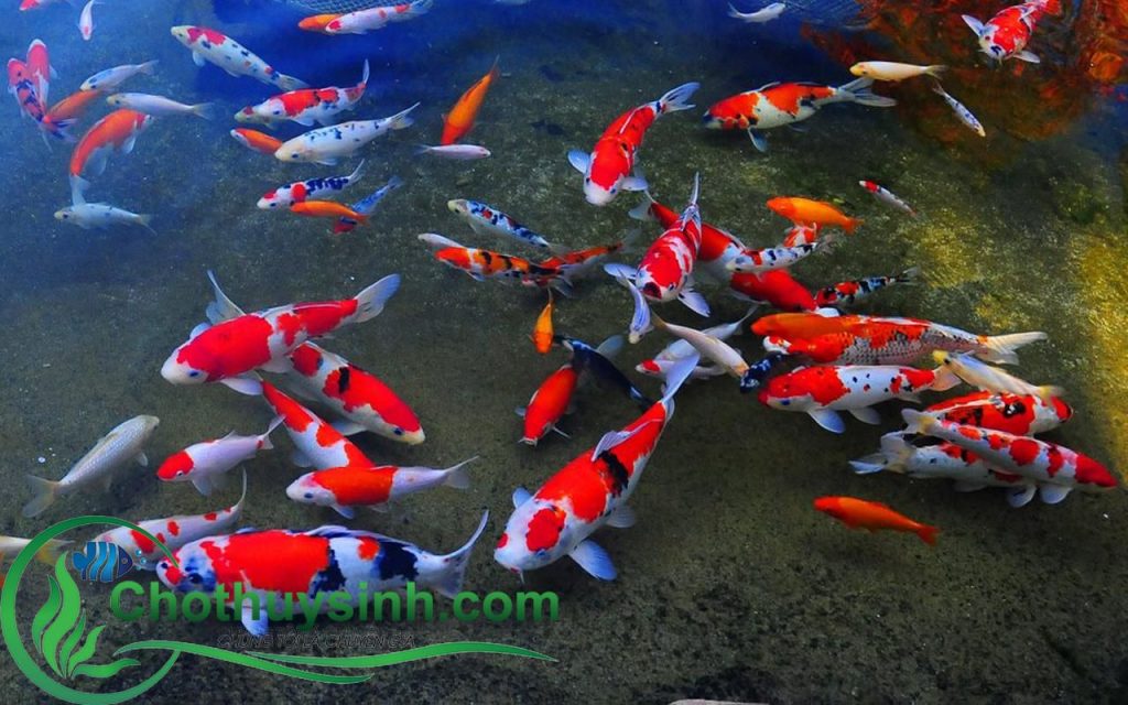 nước cá koi