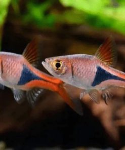 Các loài Cá Tam Giác phổ biến
